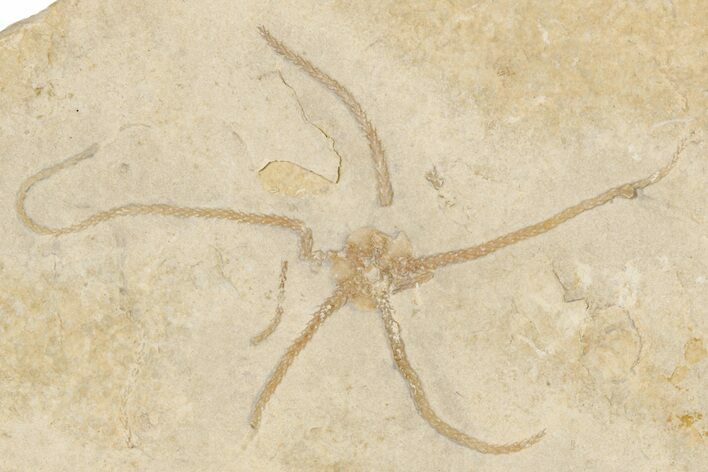 Jurassic Brittle Star Fossil - Solnhofen #256663